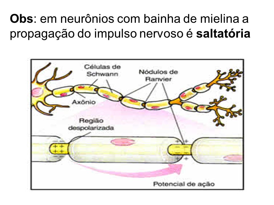Obs: em neurônios com bainha de mielina a