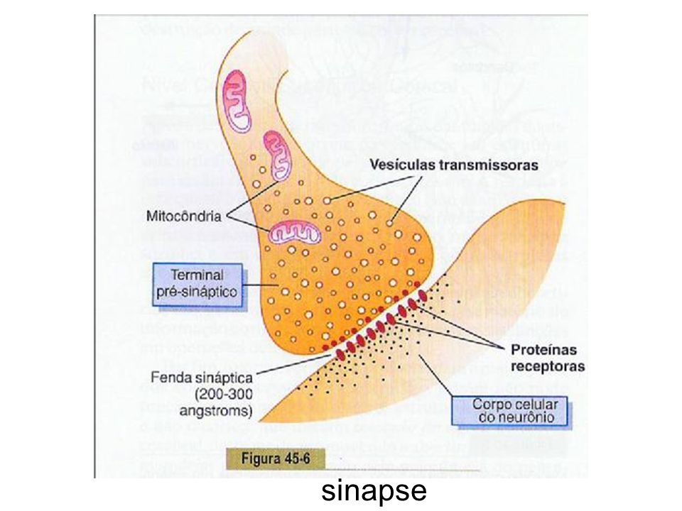 sinapse