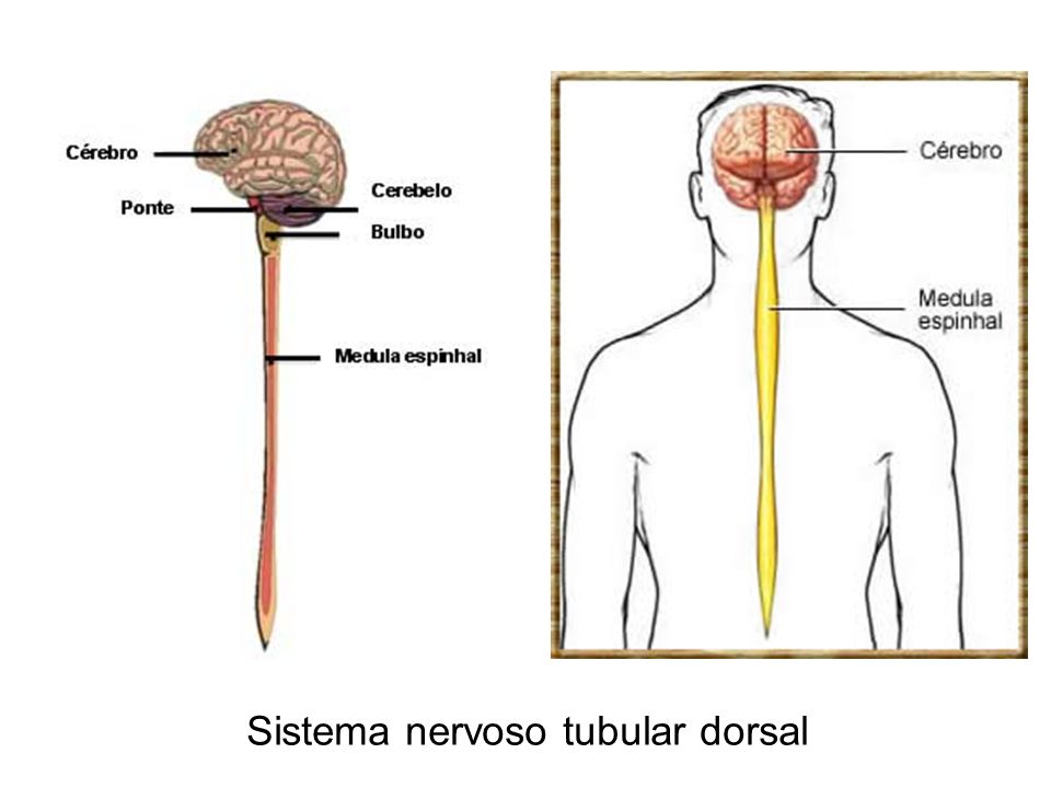 Sistema nervoso tubular dorsal