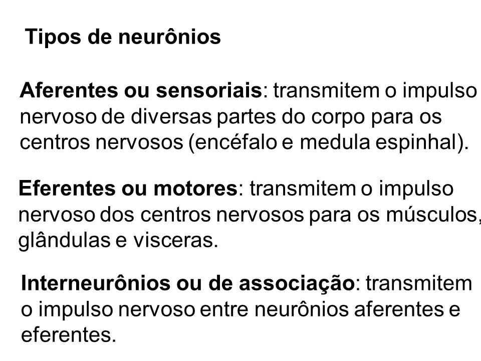 Tipos de neurônios Aferentes ou sensoriais: transmitem o impulso. nervoso de diversas partes do corpo para os.