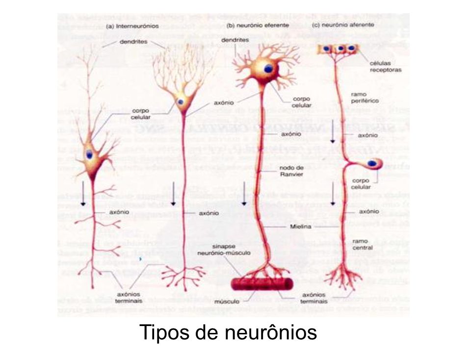 Tipos de neurônios