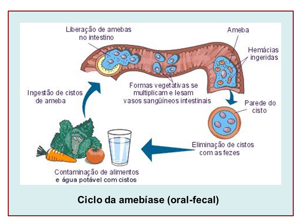 Ciclo da amebíase (oral-fecal)