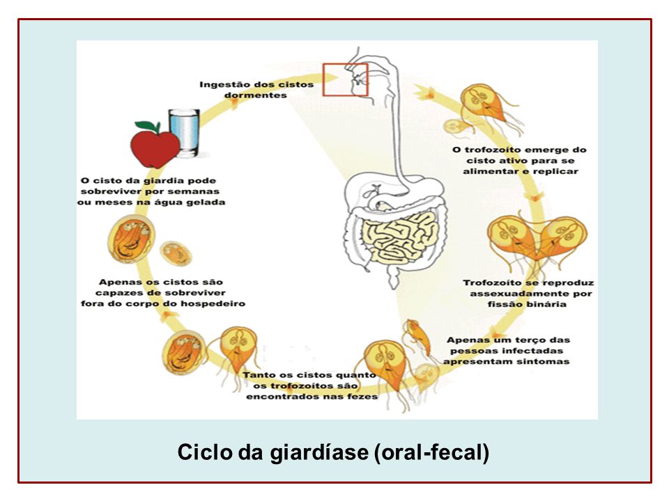 Ciclo da giardíase (oral-fecal)