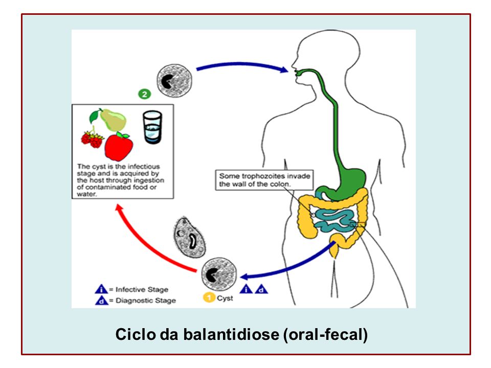 Ciclo da balantidiose (oral-fecal)