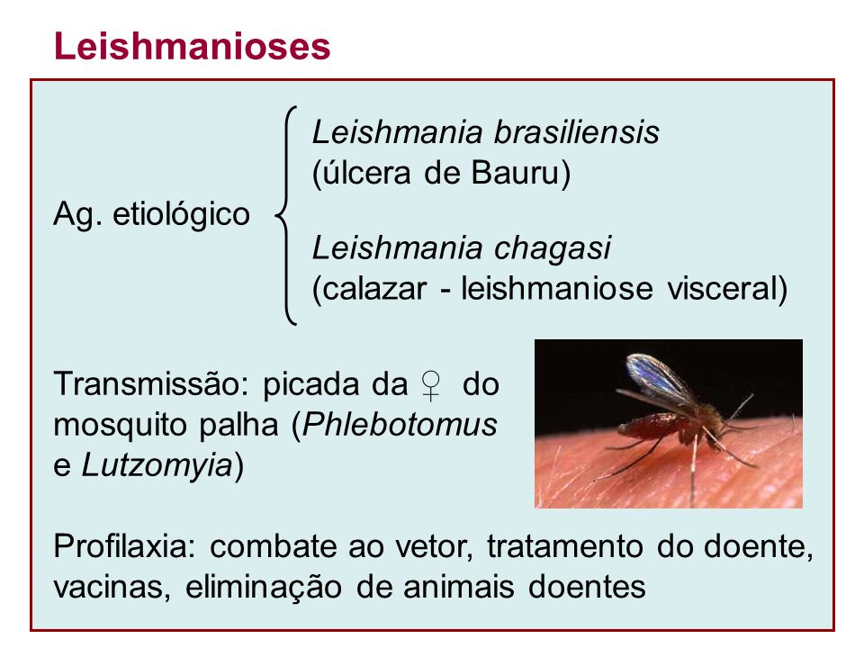 Leishmanioses Leishmania brasiliensis (úlcera de Bauru) Ag. etiológico