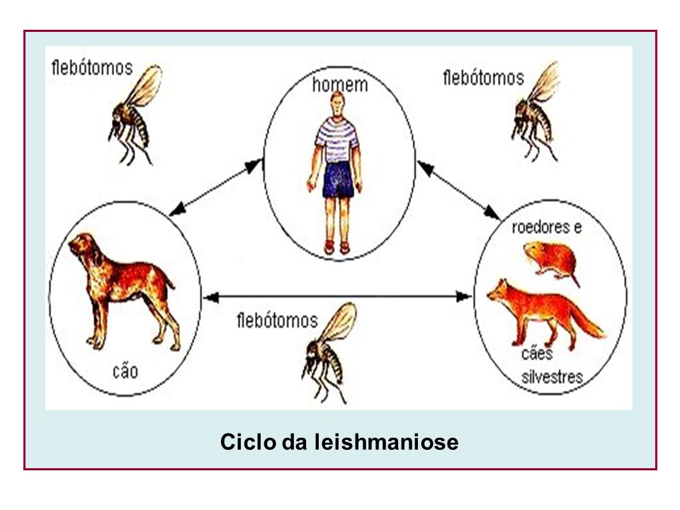 Ciclo da leishmaniose