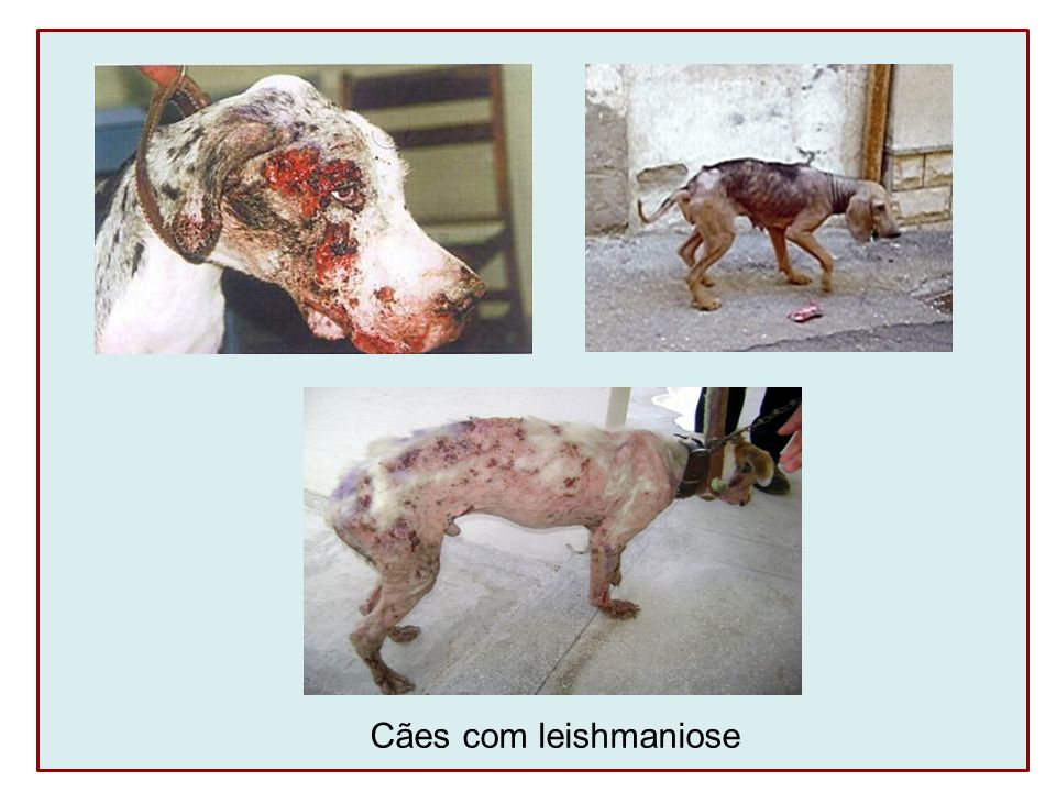 Cães com leishmaniose