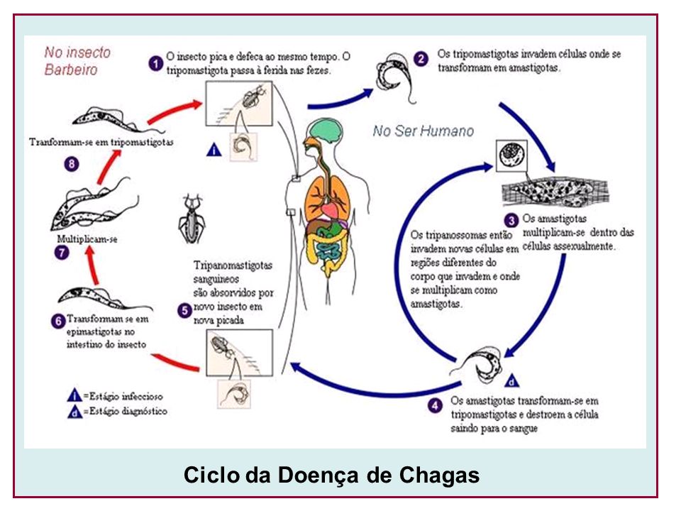 Ciclo da Doença de Chagas