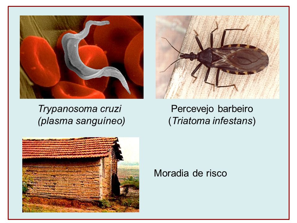Trypanosoma cruzi (plasma sanguíneo) Percevejo barbeiro (Triatoma infestans) Moradia de risco