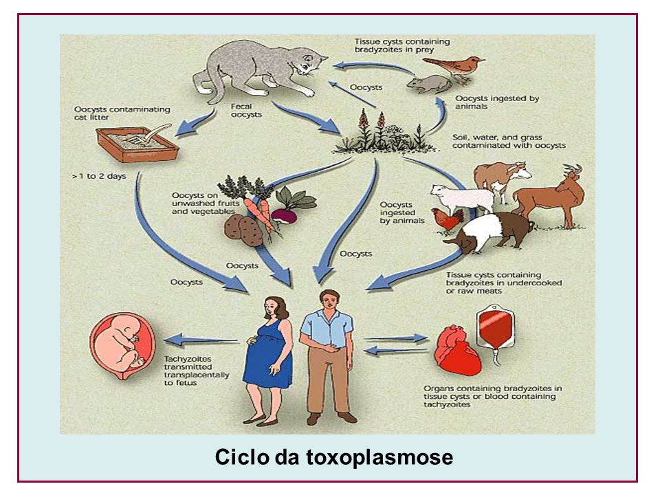 Ciclo da toxoplasmose