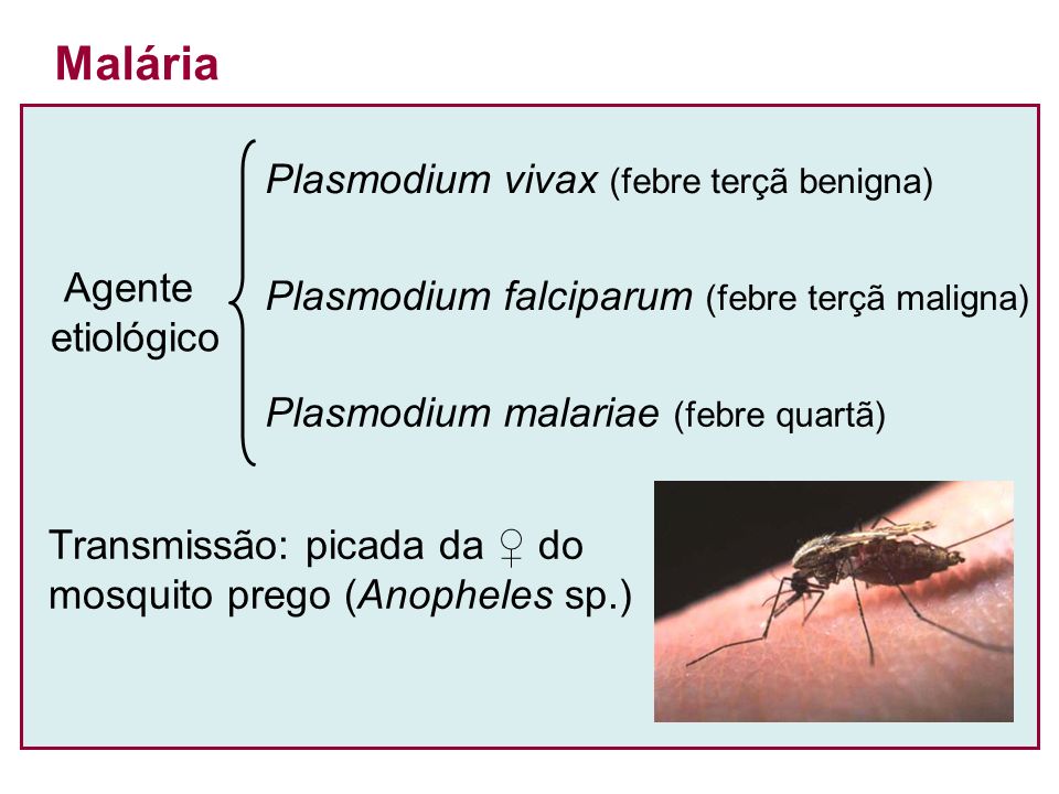 Malária Plasmodium vivax (febre terçã benigna) Agente