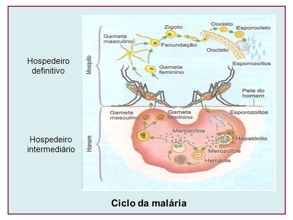 Ciclo da malária Hospedeiro definitivo intermediário