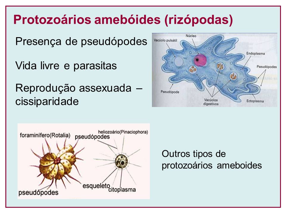 Protozoários amebóides (rizópodas)