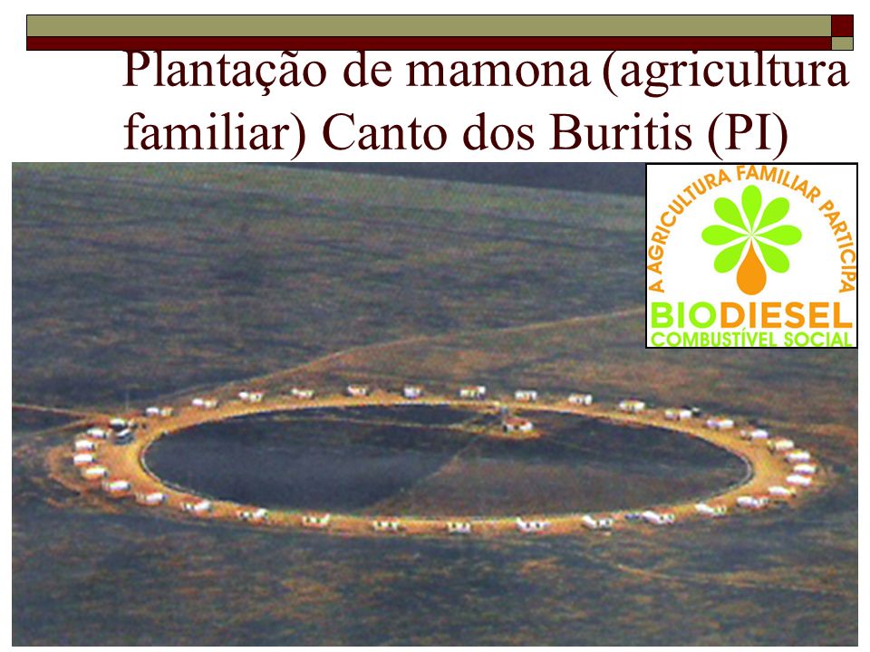Plantação de mamona (agricultura familiar) Canto dos Buritis (PI)