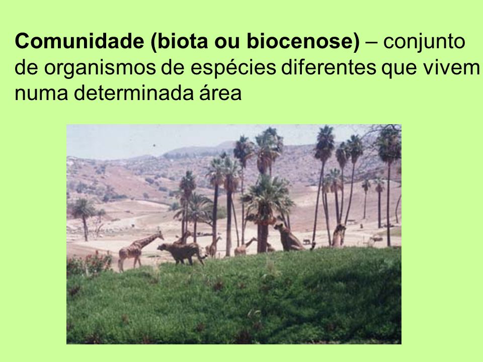 Comunidade (biota ou biocenose) – conjunto