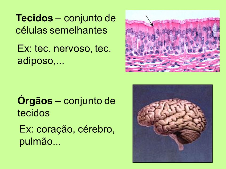 Tecidos – conjunto de células semelhantes. Ex: tec. nervoso, tec. adiposo,... Órgãos – conjunto de.