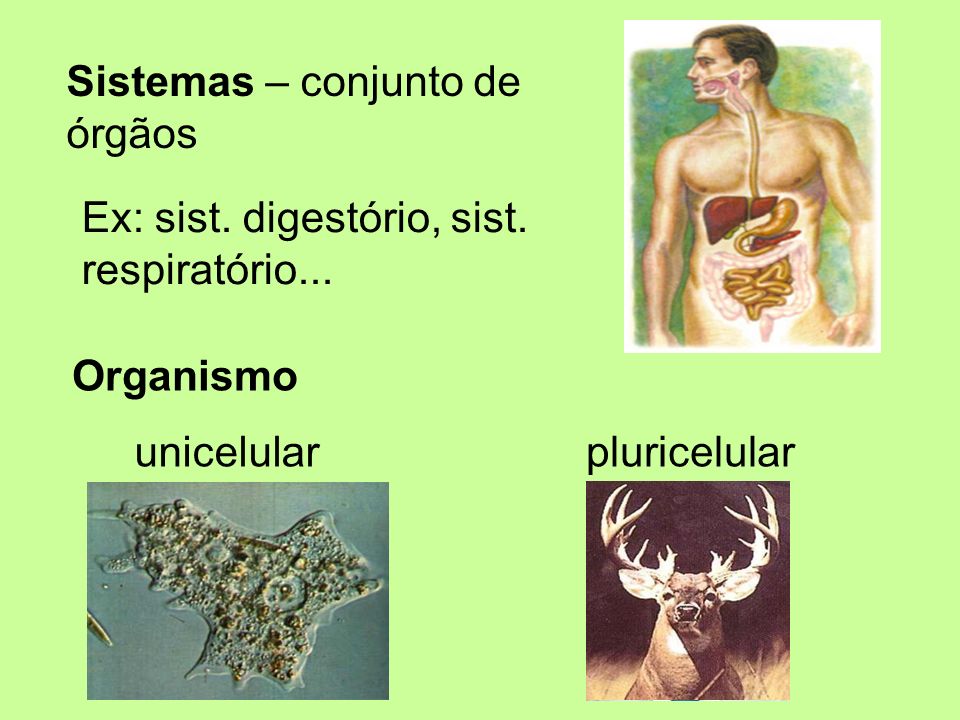 Sistemas – conjunto de órgãos. Ex: sist. digestório, sist. respiratório... Organismo. unicelular.