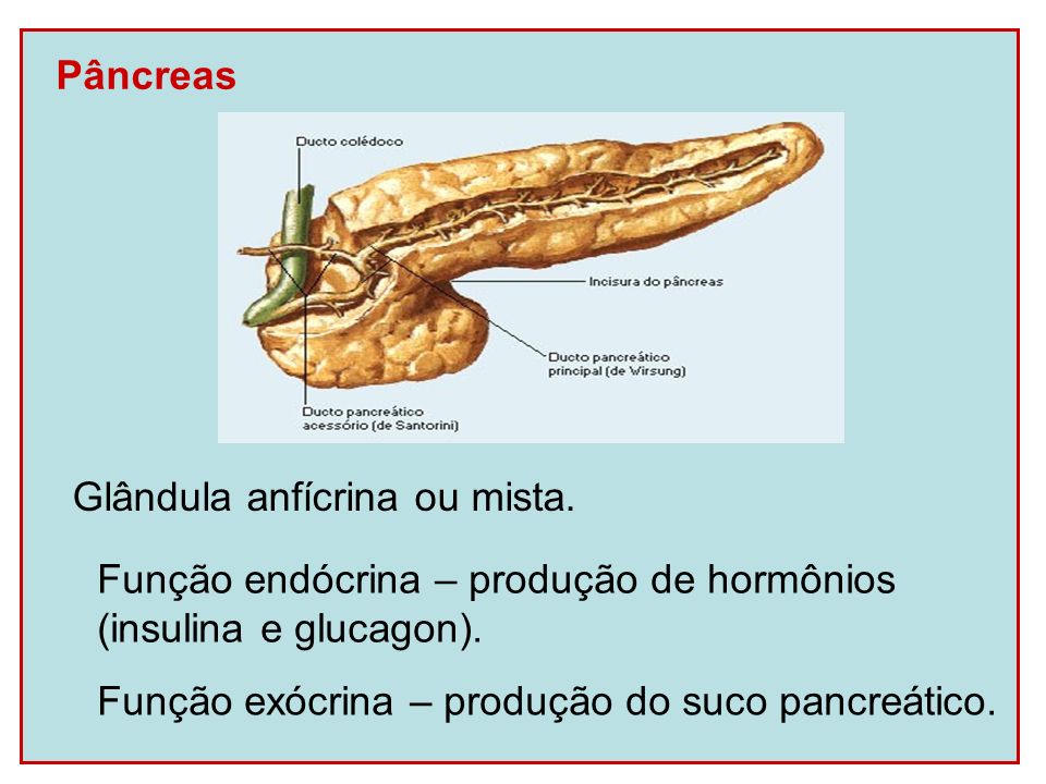 Pâncreas Glândula anfícrina ou mista. Função endócrina – produção de hormônios. (insulina e glucagon).