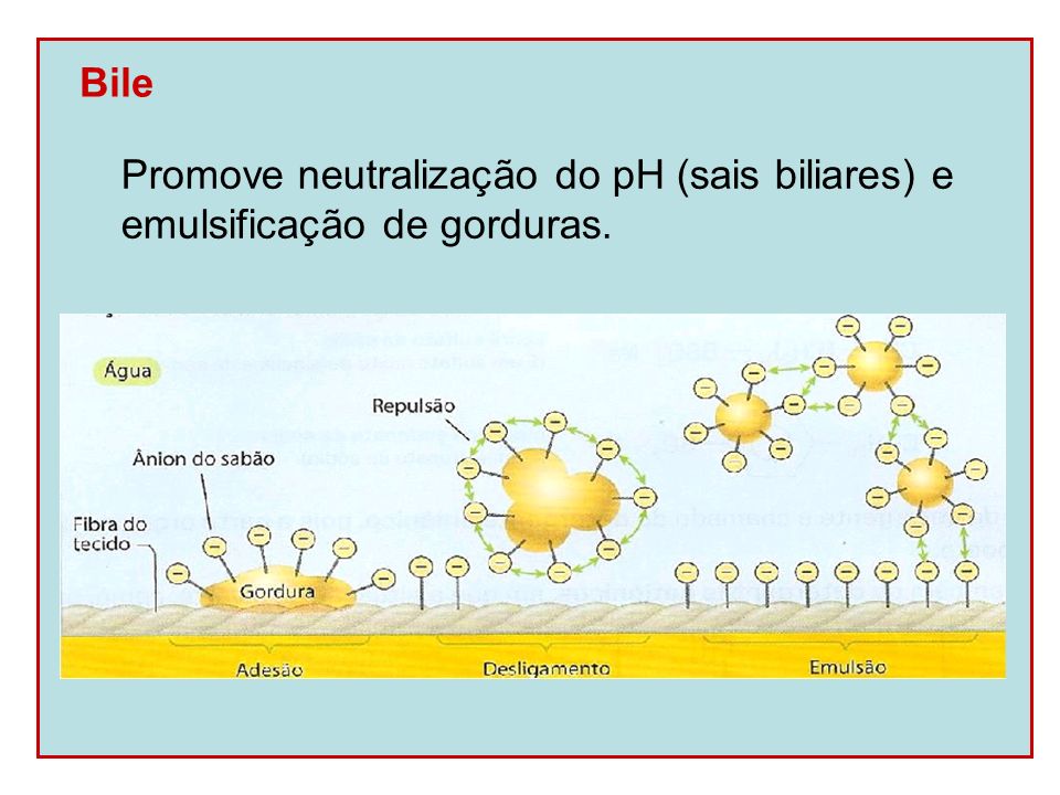 Bile Promove neutralização do pH (sais biliares) e emulsificação de gorduras.