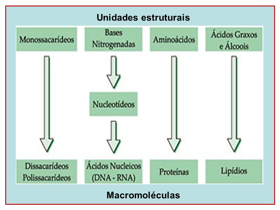 Unidades estruturais Macromoléculas