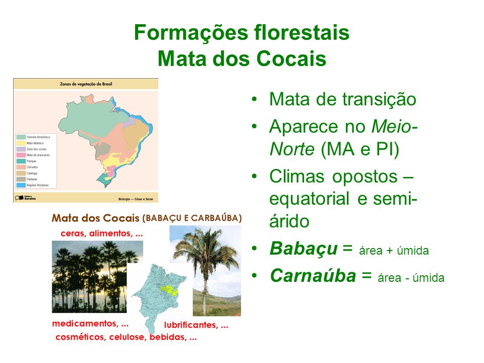 Formações florestais Mata dos Cocais