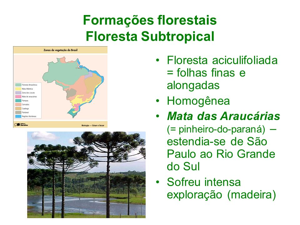 Formações florestais Floresta Subtropical