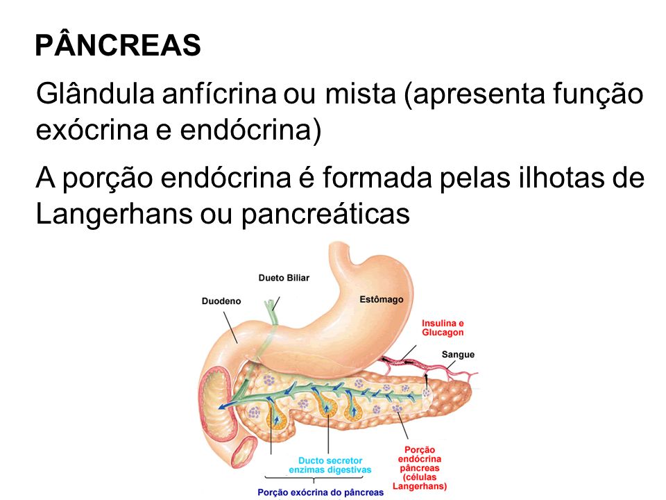 PÂNCREAS Glândula anfícrina ou mista (apresenta função. exócrina e endócrina) A porção endócrina é formada pelas ilhotas de.