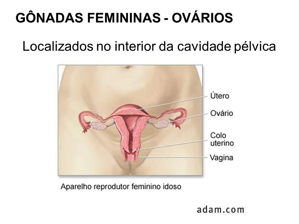 GÔNADAS FEMININAS - OVÁRIOS