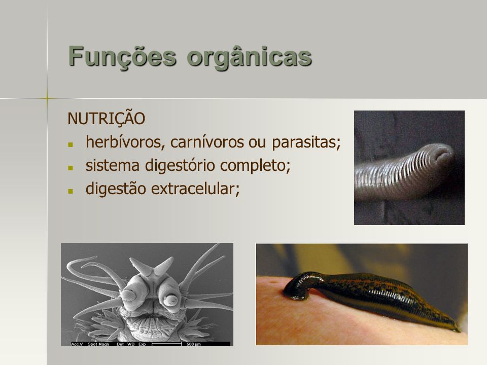 Funções orgânicas NUTRIÇÃO herbívoros, carnívoros ou parasitas;