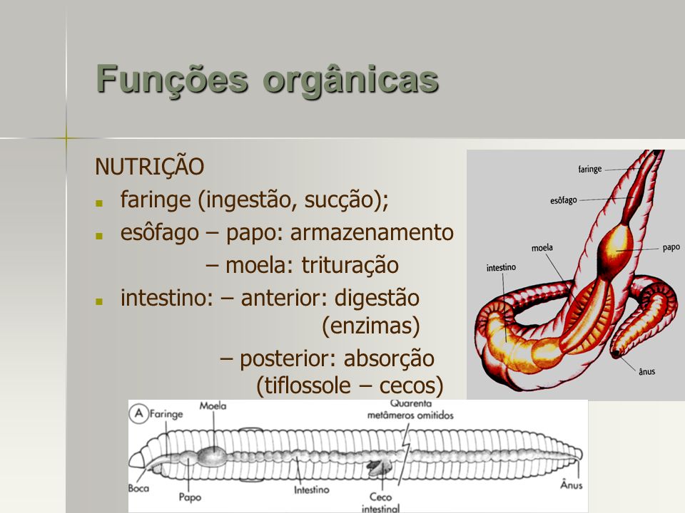 Funções orgânicas NUTRIÇÃO faringe (ingestão, sucção);