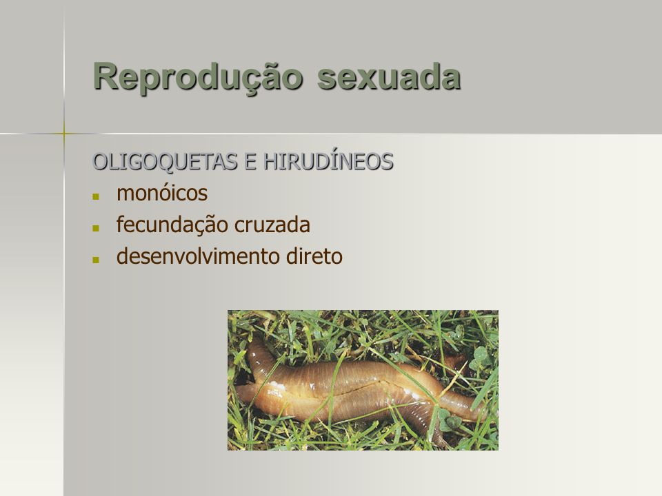 Reprodução sexuada OLIGOQUETAS E HIRUDÍNEOS monóicos