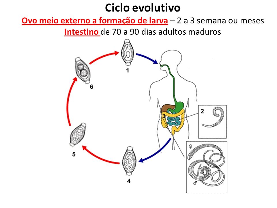 Ciclo evolutivo Ovo meio externo a formação de larva – 2 a 3 semana ou meses Intestino de 70 a 90 dias adultos maduros
