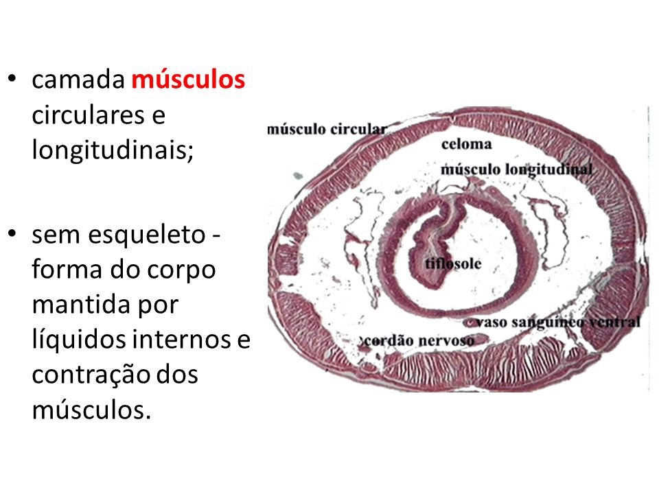 camada músculos circulares e longitudinais;