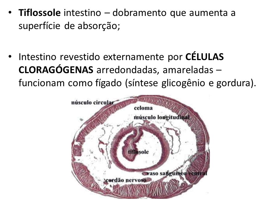 Tiflossole intestino – dobramento que aumenta a superfície de absorção;
