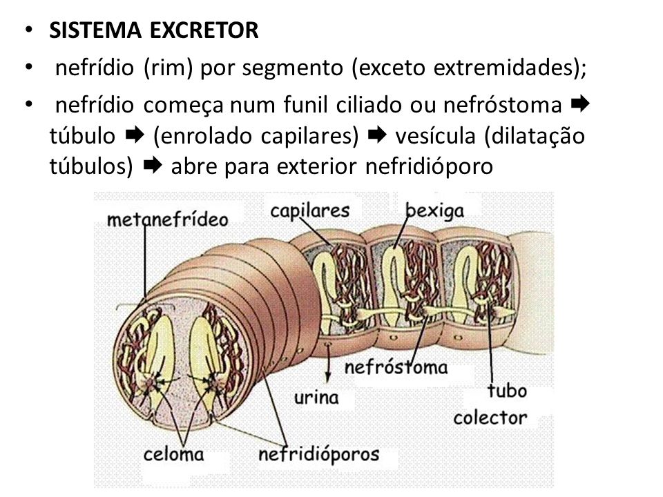 SISTEMA EXCRETOR nefrídio (rim) por segmento (exceto extremidades);