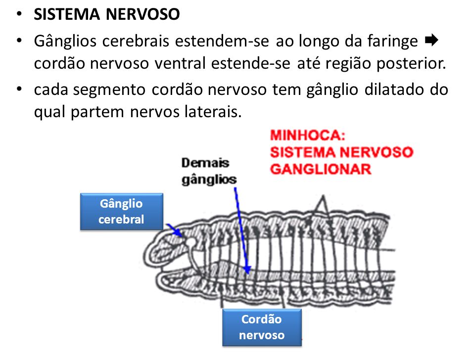 SISTEMA NERVOSO Gânglios cerebrais estendem-se ao longo da faringe  cordão nervoso ventral estende-se até região posterior.