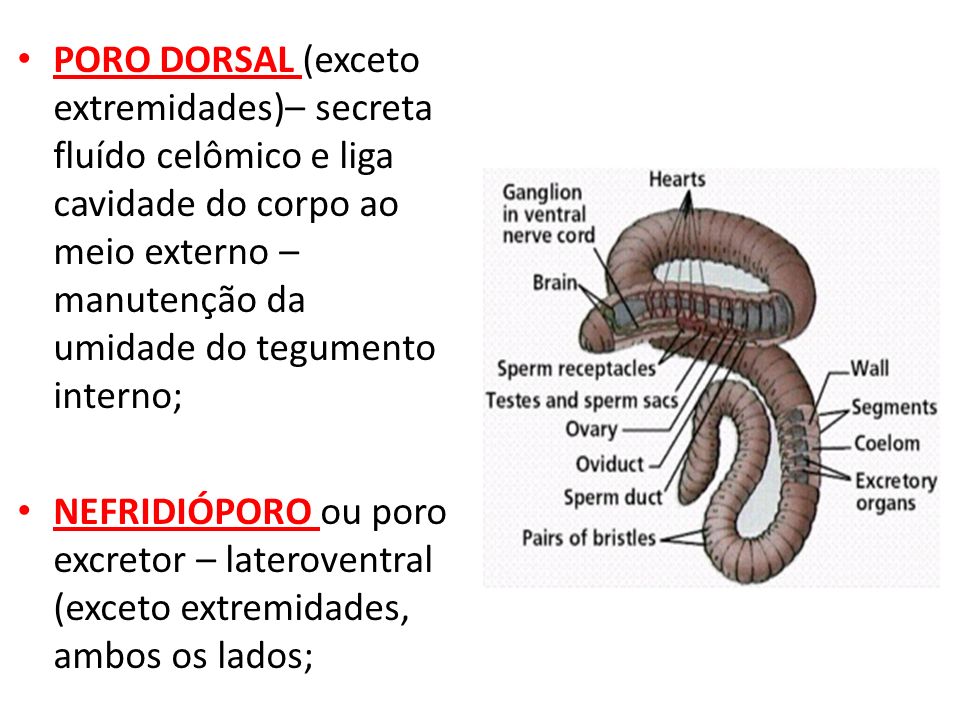 PORO DORSAL (exceto extremidades)– secreta fluído celômico e liga cavidade do corpo ao meio externo – manutenção da umidade do tegumento interno;