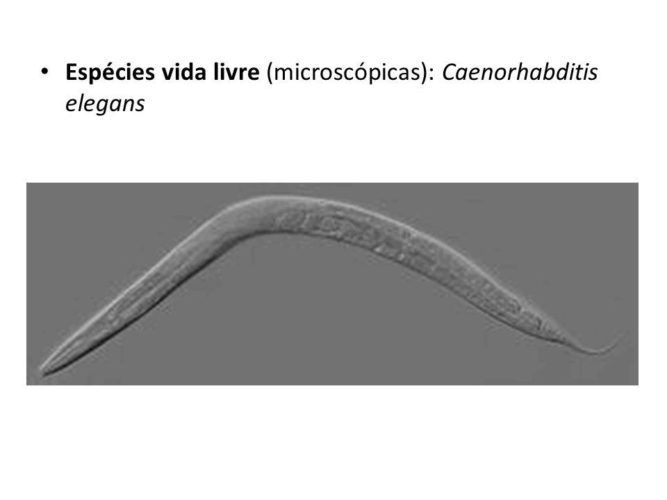 Espécies vida livre (microscópicas): Caenorhabditis elegans