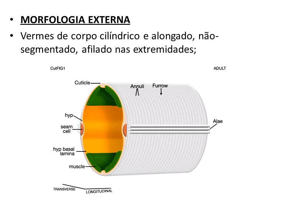 MORFOLOGIA EXTERNA Vermes de corpo cilíndrico e alongado, não-segmentado, afilado nas extremidades;
