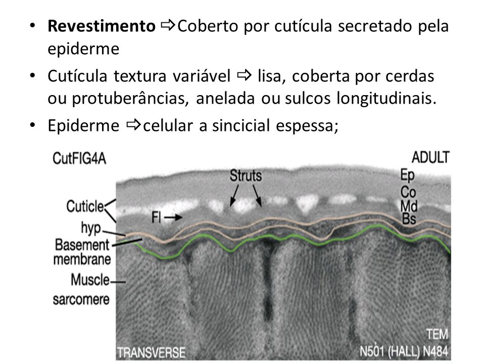Revestimento Coberto por cutícula secretado pela epiderme