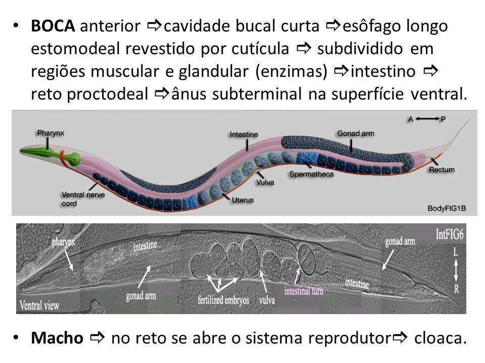 BOCA anterior cavidade bucal curta esôfago longo estomodeal revestido por cutícula  subdividido em regiões muscular e glandular (enzimas) intestino  reto proctodeal ânus subterminal na superfície ventral.