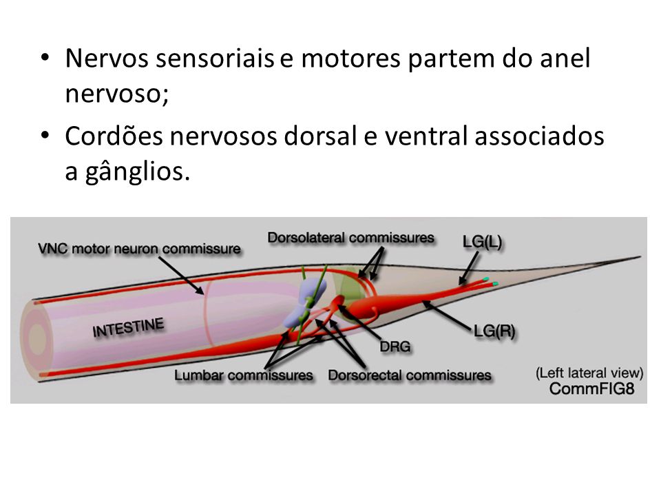 Nervos sensoriais e motores partem do anel nervoso;