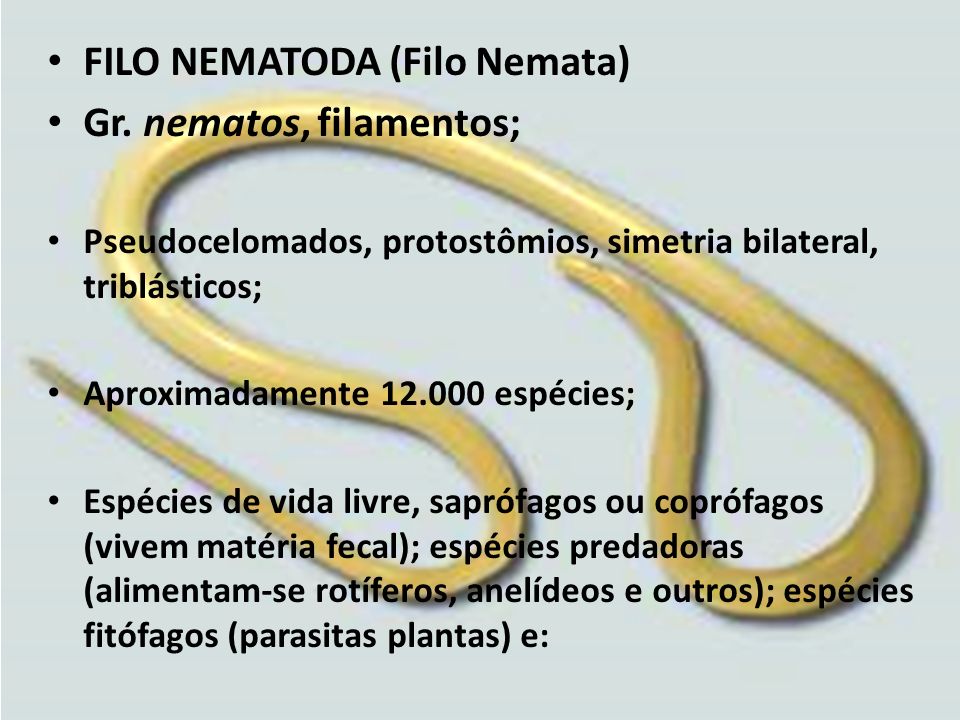 FILO NEMATODA (Filo Nemata) Gr. nematos, filamentos;