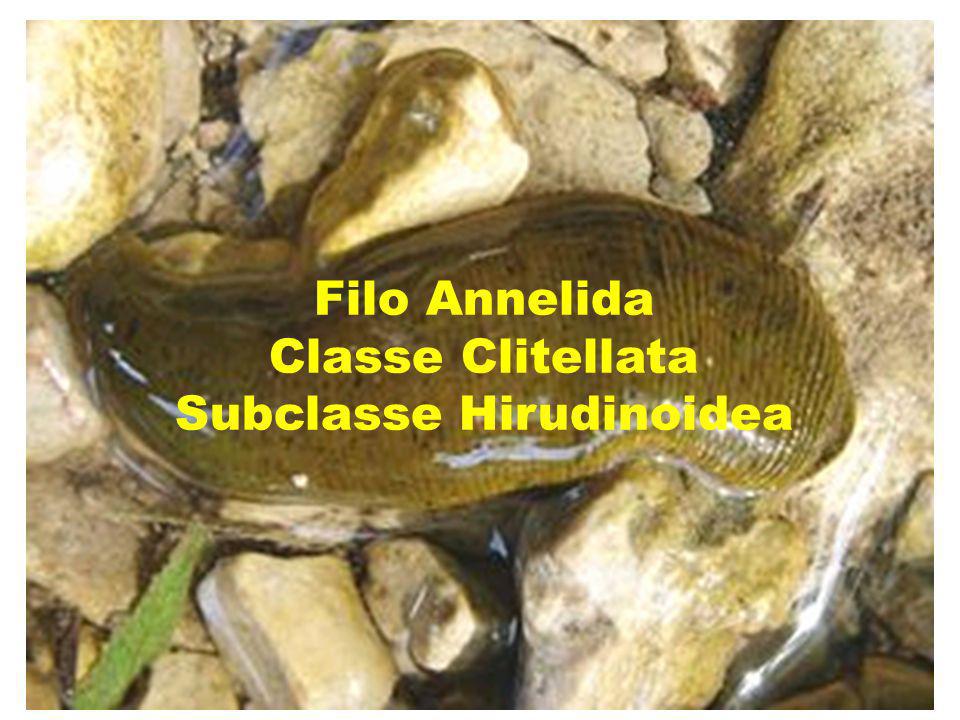 Filo Annelida Classe Clitellata Subclasse Hirudinoidea