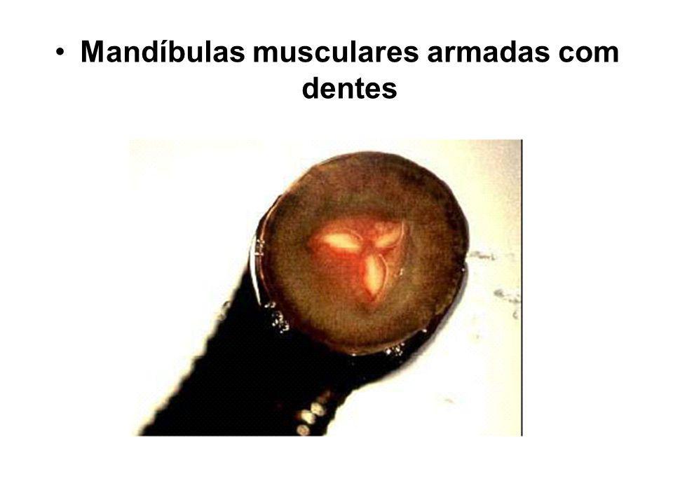 Mandíbulas musculares armadas com dentes