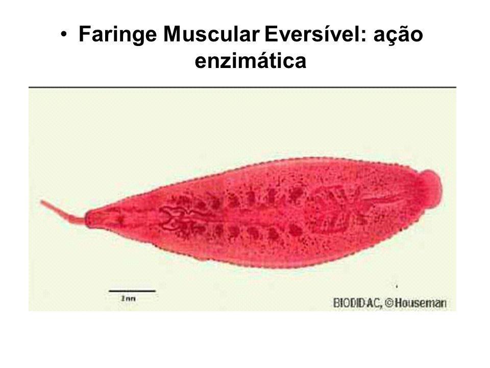 Faringe Muscular Eversível: ação enzimática