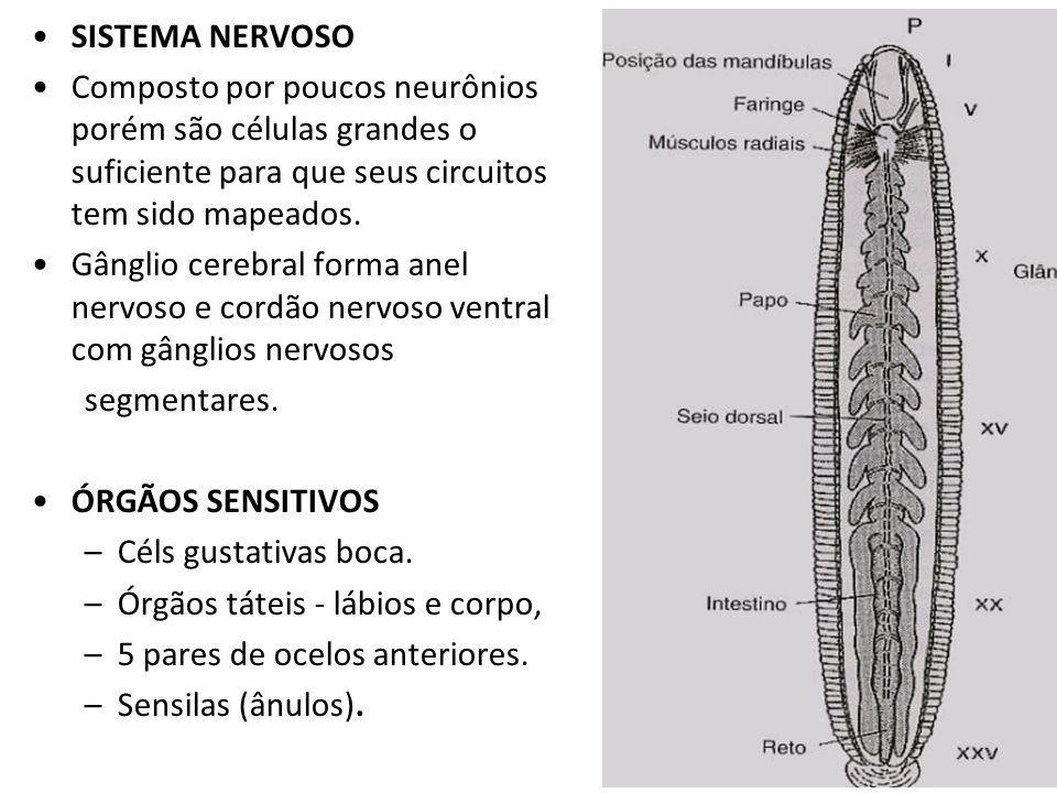 SISTEMA NERVOSO Composto por poucos neurônios porém são células grandes o suficiente para que seus circuitos tem sido mapeados.
