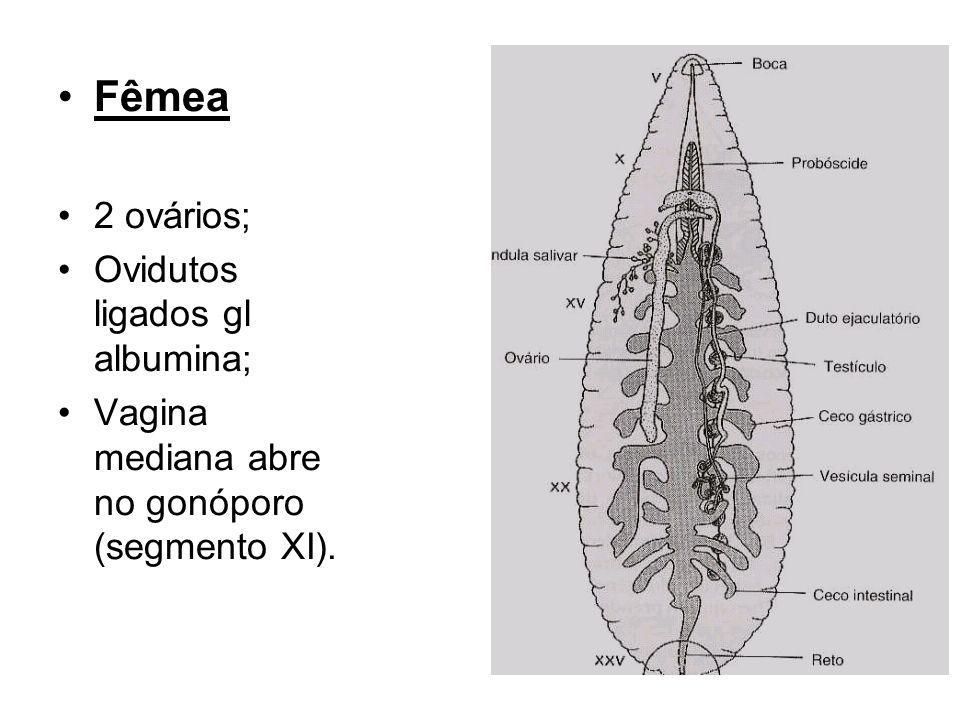 Fêmea 2 ovários; Ovidutos ligados gl albumina;