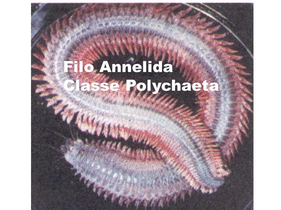 Filo Annelida Classe Polychaeta