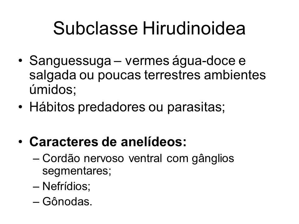Subclasse Hirudinoidea